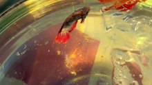 Betta Fish Pair ready for first breeding #fighter #viral #fight #vibes #trending