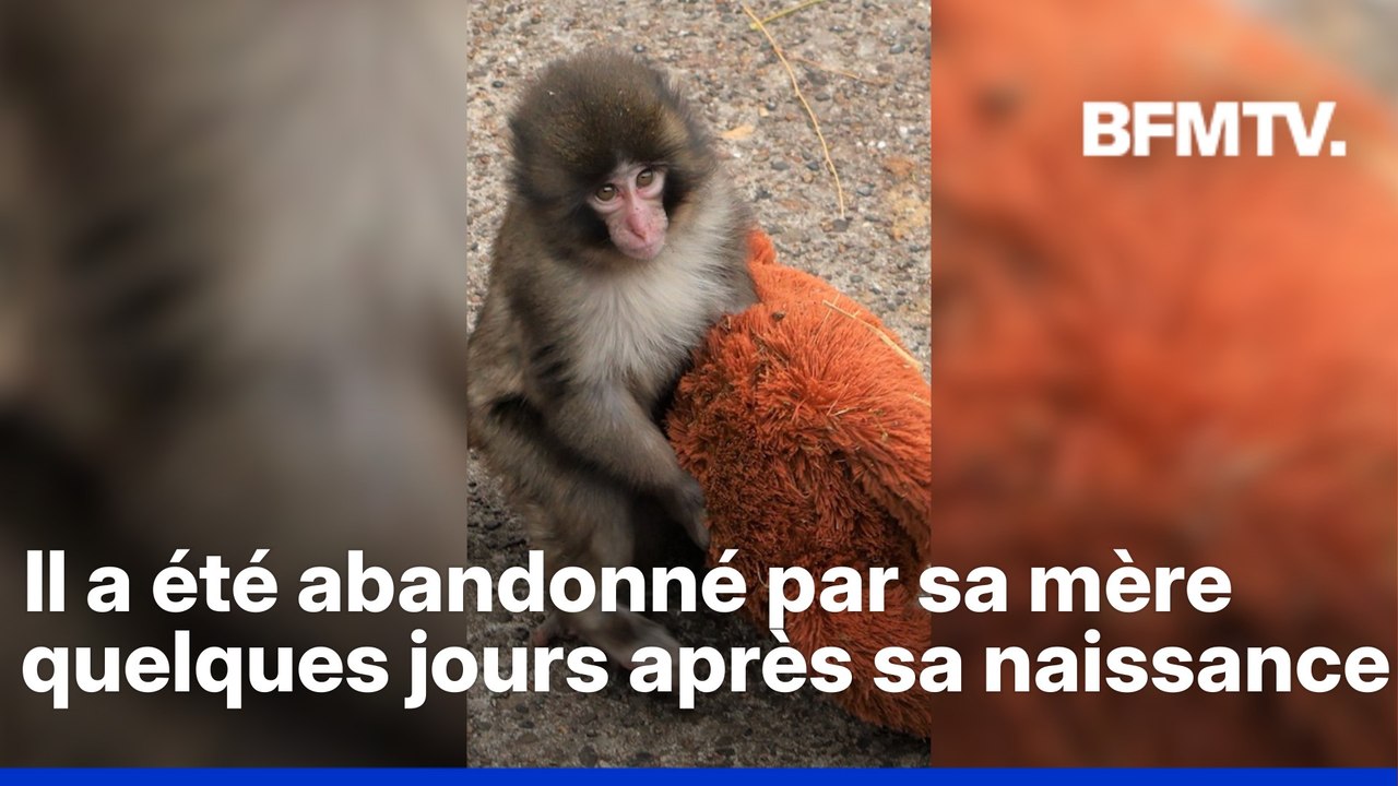 Voici Punch, un bébé singe qui ne quitte jamais sa peluche et fait fondre les visiteurs de ce zoo japonais