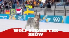 Milano Cortina vs Wolf Dog at the Winter Olympics