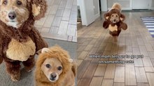Adorable dogs in teddy bear and lion costumes for Halloween