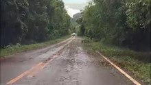 Internauta mostra rodovia encoberta por galhos de árvores após vendaval no Paraná