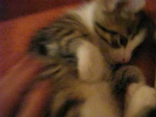 Video chatons 31 mai 2008