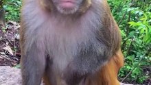 "Monkey Eating Peanut Funny Dubbing - Desi Animal Comedy"