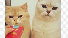 Cute cat,funny cat