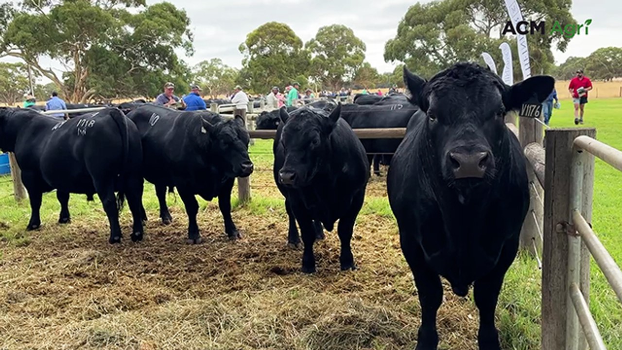 Why Pathfinder Angus averaged nearly $13,000 in SA