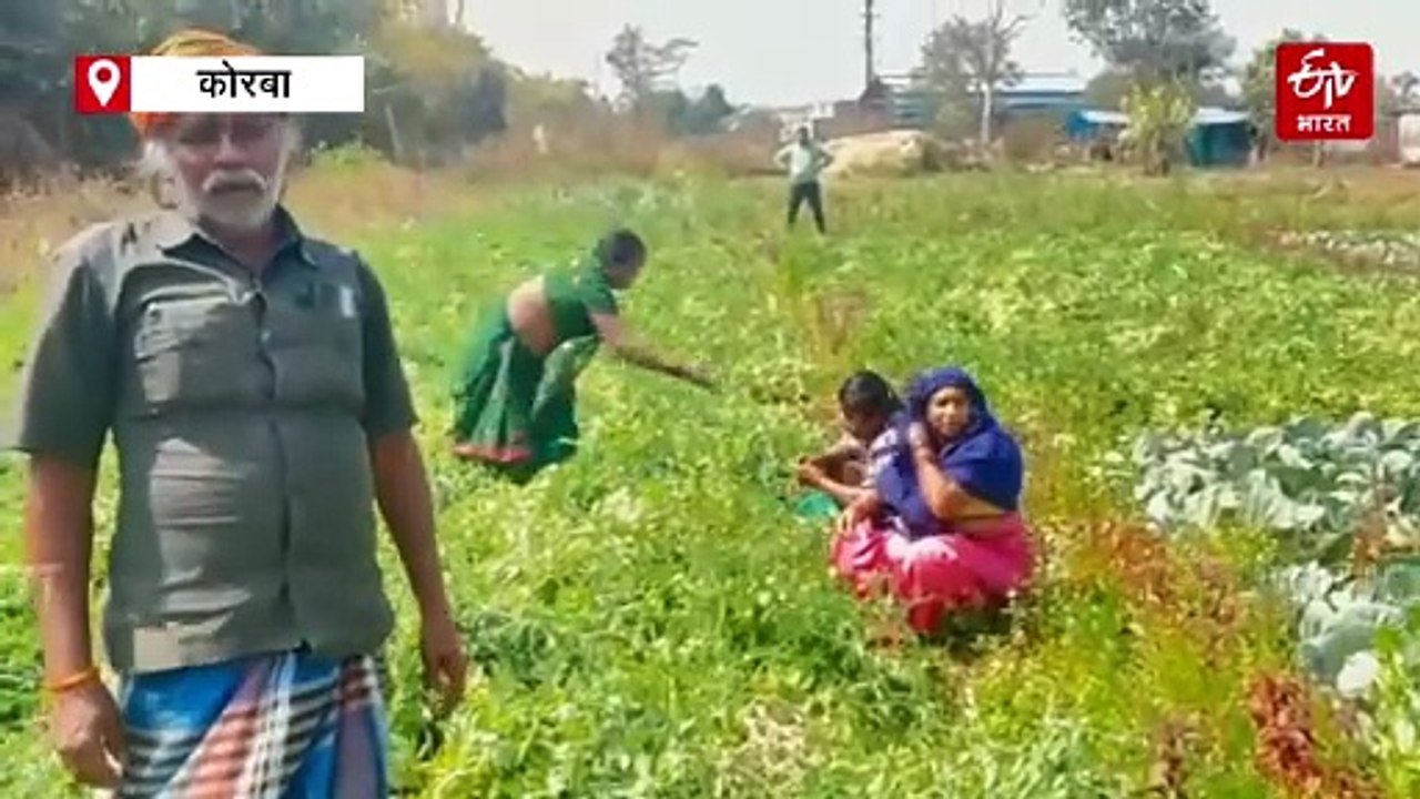 धान की खेती से किसानों ने की तौबा, दलहन और तिहलन की खेती से बढ़ा मुनाफा