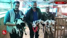 Denizli Pamukkale’de bir koyun tek batında 9 kuzu dünyaya getirdi
