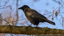 Crow intelligence sets the stage for a remarkable friendship