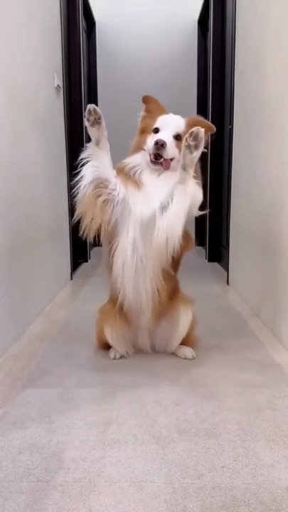 #Funny #pet lovers  🐩🤣Follow me please subscribe
