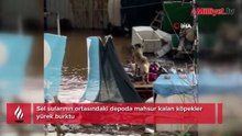 Sel sularının ortasındaki depoda mahsur kalan köpekler yürek burktu