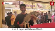 भारत की सबसे विशालकाय शाकाहारी छिपकली: एग्जीबिशन में इंसान के आकार की छिपकली