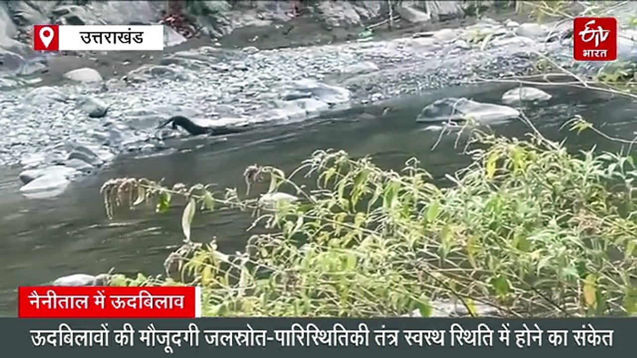 उत्तराखंड के नंधौर वन्यजीव अभयारण्य में पहली बार नजर आए दुर्लभ ऊदबिलाव, पर्यावरण के लिए शुभ संकेत