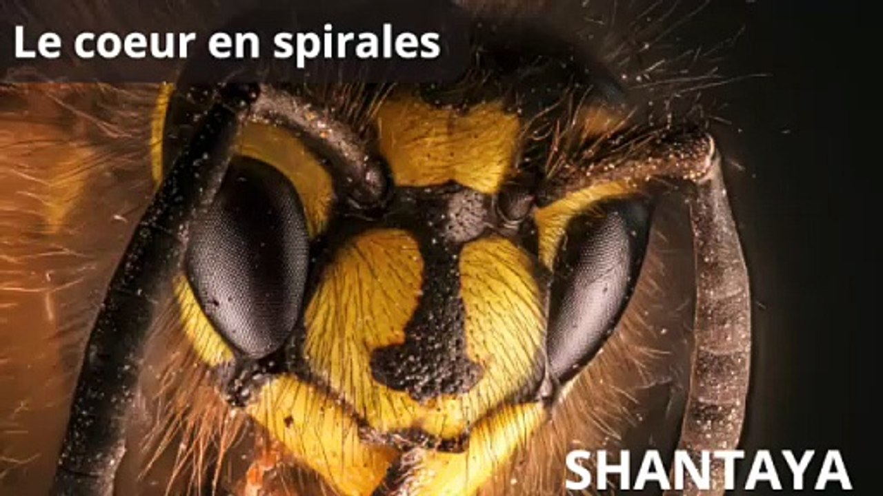 Le coeur en spirales