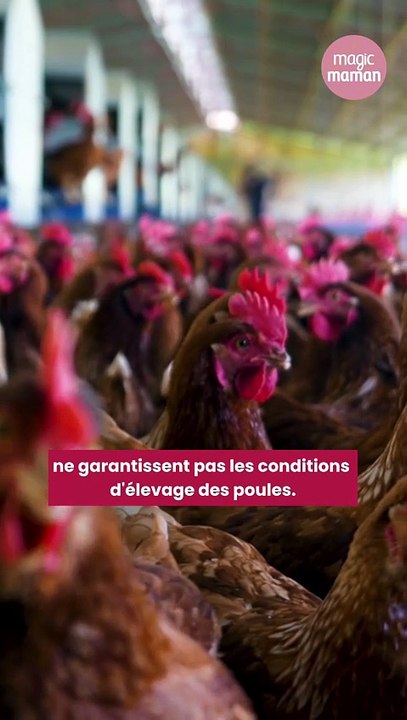 Voici comment repérer les œufs de poules élevées en cage dans les rayons de votre supermarché
