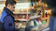 Zincir market denetiminde skandal: Tavuk dolabından kedi çıktı