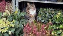 'Meowgnolia?' - Cat's clever hiding spot makes it look just like one of the plants on display