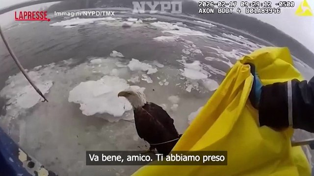 New York, la polizia salva un'aquila rimasta bloccata nel ghiaccio del fiume Hudson