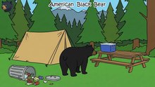 Every Bear Type Explained in 9 Minutes