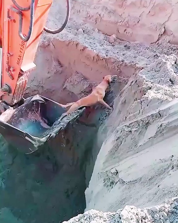Construction workers save dog from a pit! ❤️