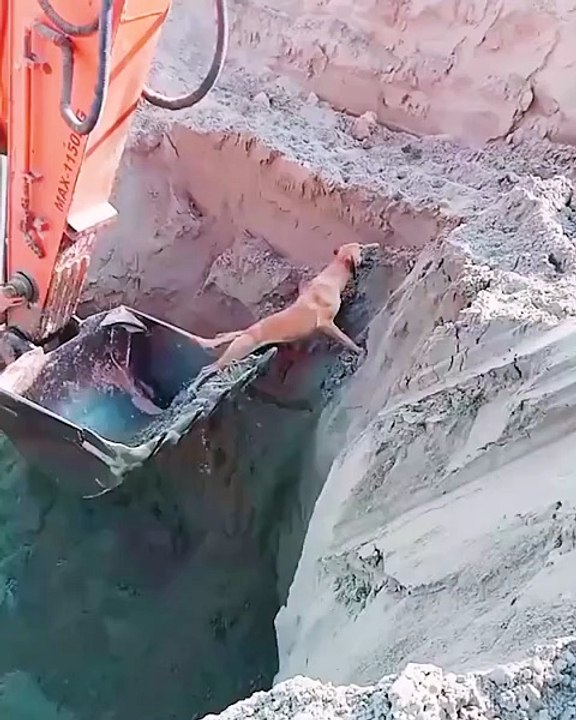 Construction workers save dog from a pit! ❤️