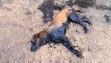Dog Fully Covered In Tar Miraculously Survives