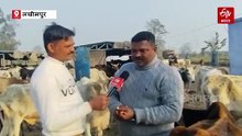लखीमपुर में मोतीपुर की अस्थायी गौशाला बनी विकास की मिसाल; पशुओं को राहत, महिलाओं को मिला रोजगार