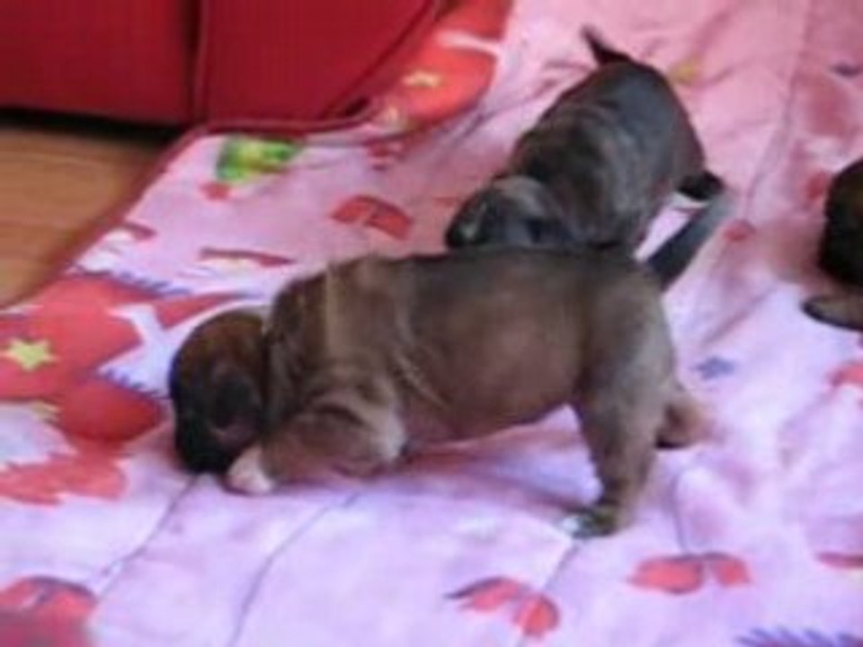 Anais et les bébés 036