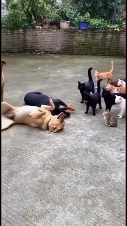 Cats andbaby are never ending story in the world. #viral #viral reels #baby showe##short story #short viral #short video #funny #fy