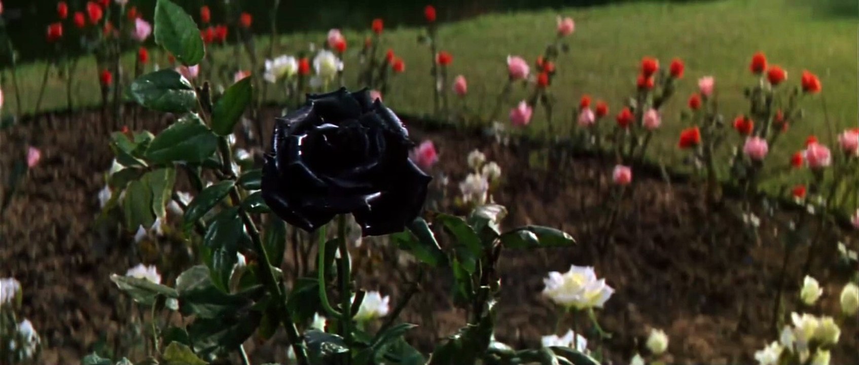 Casino Royale 1/2