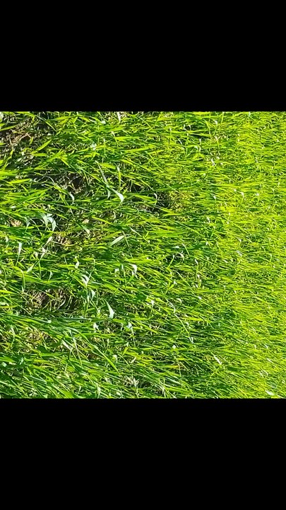 Green Field