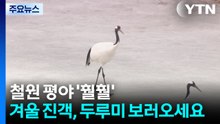 철원 평야 '훨훨'..."겨울 진객, 두루미 보러오세요" / YTN