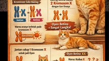 anomali kucing oyen mengapa hampir selalu jantan