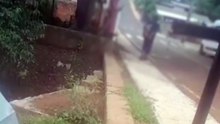 Homem filmado jogando cachorro em córrego é denunciado por maus-tratos pelo MPPR
