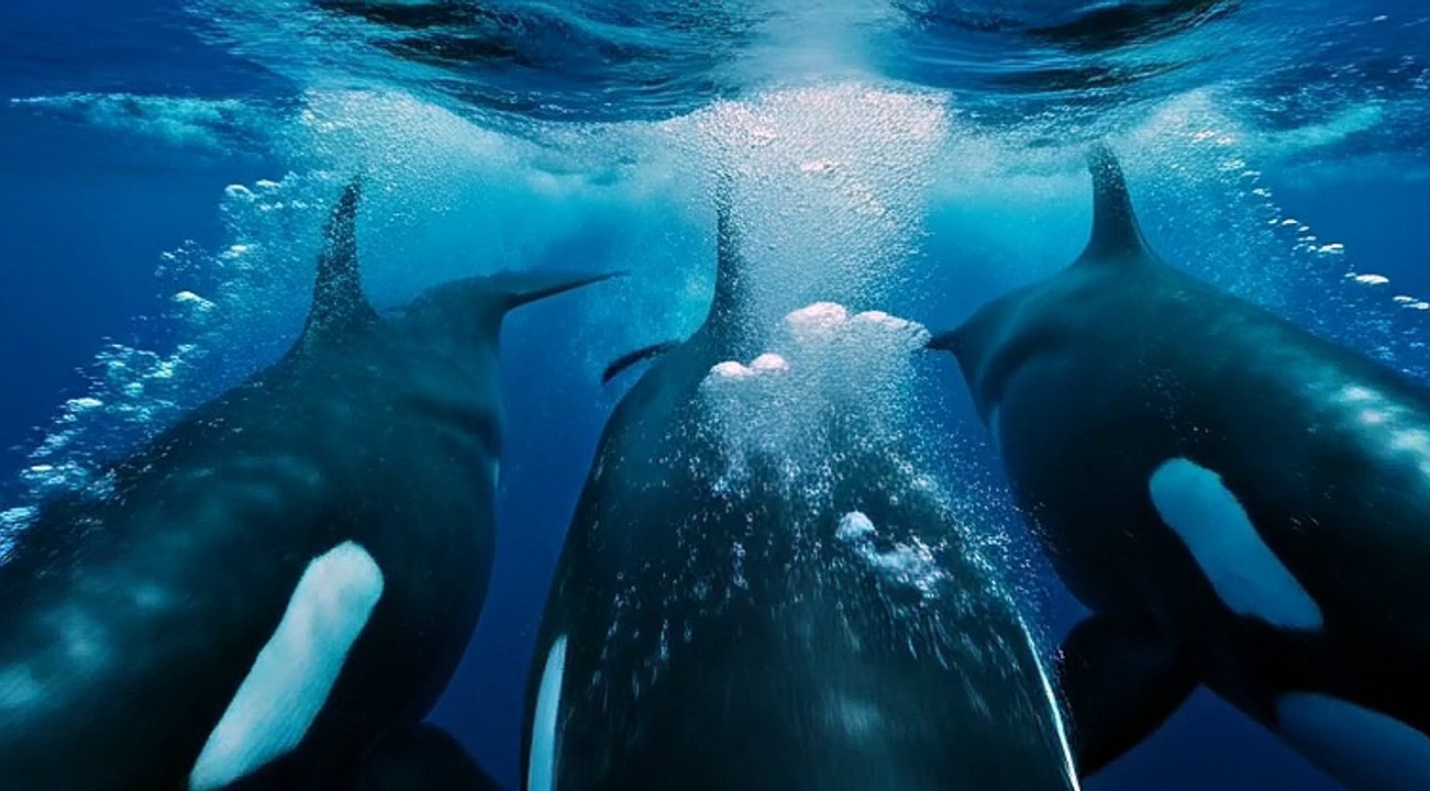 The Smartest Hunters in the Sea”