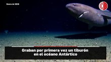 Captan por primera vez un tiburón en aguas congeladas en la Antártida