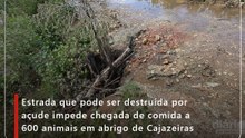 Estrada que pode ser destruída por açude impede chegada de comida a 600 animais em abrigo de Cajazeiras