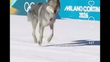 Milano cortina olimpiadi lupo cecoslovacco invade pista da sci e corre verso traguardo