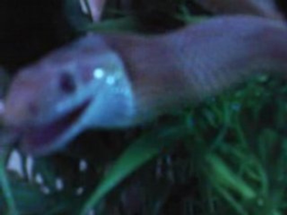 Elaphe en plein repas miam