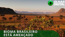 Mais da metade da vegetação nativa do Cerrado já foi perdida
