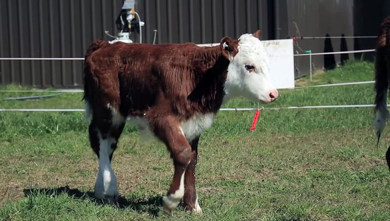 De Charmants Veaux Broutant Dans Des Pâturages Verts