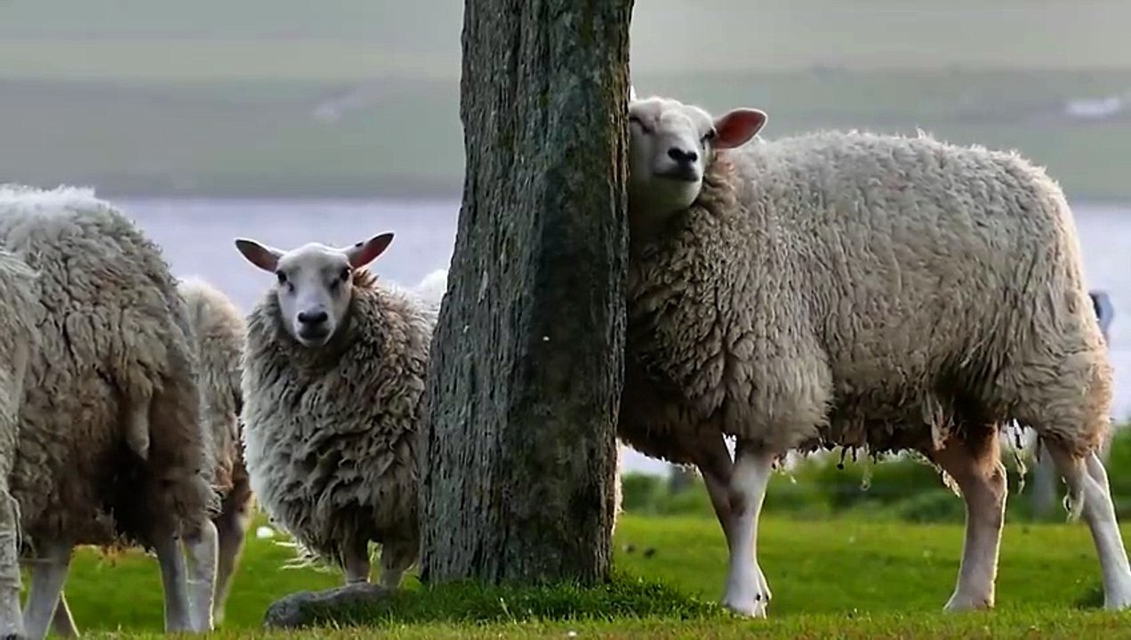 Troupeau De Moutons Jouant Et Se Détendre