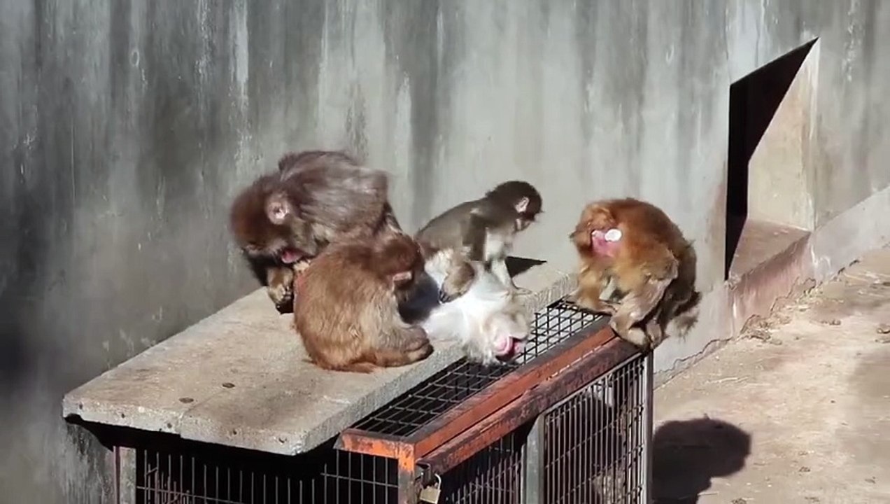 Punch y su peluche se ganan el corazón de internet