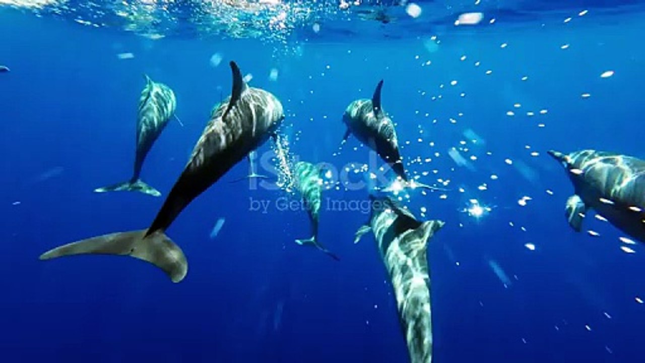 Fish 🐟 are swimming in the sea water