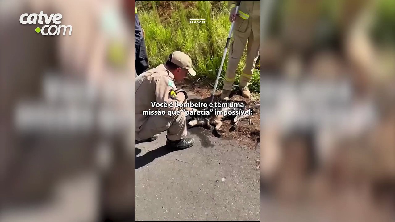 Cachorro é resgatado de dentro de bueiro pelos bombeiros em Ponta Grossa