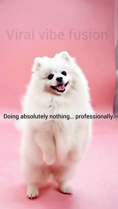 Funny dog
