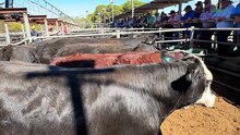 Strathalbyn sale - Feb 20, 2026