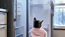 AI Cat Popotan Today is the day to replenish the refrigerator