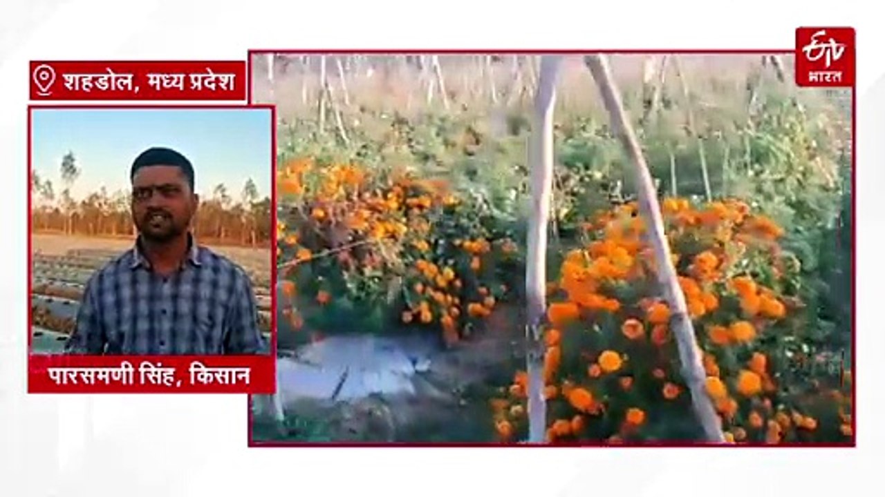 3 मास्टर्स डिग्री वाले युवक का कमाल, जंगल में कर रहा हाईटेक हॉर्टिकल्चर फार्मिंग, लाखों में कमाई