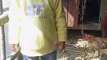Salar ahmad playing with chicken house vlog