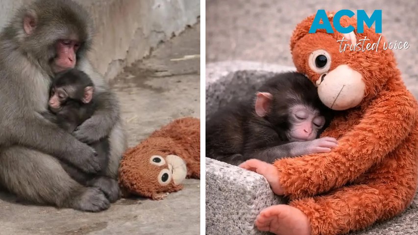 The Japanese macaque was born in July 2025, but was abandoned by his mother, and had to be hand-reared by staff at the Ichikawa City Zoo. To ease the little one's loneliness, the zoo staff gave Punch a small orangutan plushie. This video includes ACM-produced voiceover powered by AI.